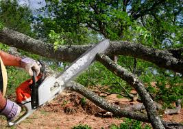 Reliable Bartlett, IL Tree Services Solutions